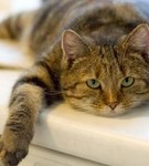 Аватар кошка лежит