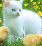 99px.ru аватар котенок и цыплята