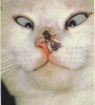 Аватар кот и муха