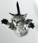 Аватар кот в полете