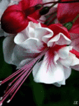 99px.ru аватар Мигающая лилия