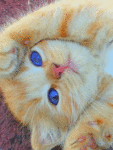 99px.ru аватар котёнок с синими глазками