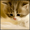 99px.ru аватар грустный котик