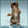 Аватар танцующий котик shake that booty
