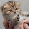 Аватар малютка котенок