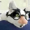 Аватар Кот в очках с носом