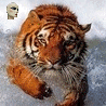 99px.ru аватар много тигров