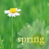 Аватар spring