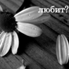 Аватар любит не любит, ромашка