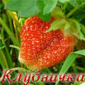 Аватар клубничка!