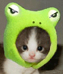 Аватар котик-лягуха
