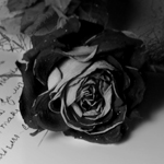 99px.ru аватар Черная роза