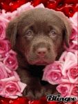 Аватар Щенок в розах