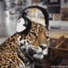 99px.ru аватар 058
