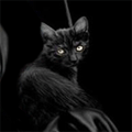 Аватар черный кот