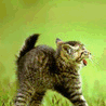 Аватар котята