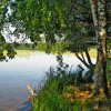 Аватар береза, река, природа, деревья