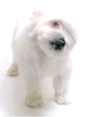 99px.ru аватар беленький щенок болонка