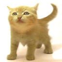 99px.ru аватар рыжий котенок