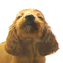 Аватар кокер спаниель лижет стекло