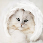 Аватар Киса