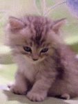 Аватар котенок засыпает
