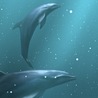99px.ru аватар дельфины