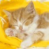 Аватар котенок спит