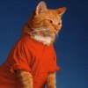 Аватар кот в футболке