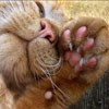 99px.ru аватар привет!