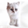 Аватар белый котенок