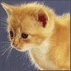 Аватар котенок грустный