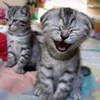 Аватар 2 котенка