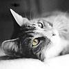Аватар черно-белый кот