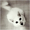 Аватар белая кошка