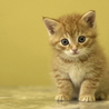 Аватар маленький котенок