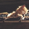 Аватар котенок и ягоды