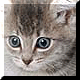 Аватар 64 котенок