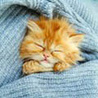 Аватар рыжий котенок спит