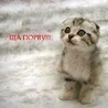 Аватар Котенок (Ща порву)