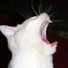 99px.ru аватар страшный белый кот