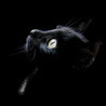 Аватар черный кот 4