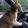 99px.ru аватар куда прешь:)?