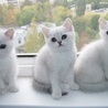 Аватар белые кошки