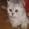 Аватар зеленые глаза