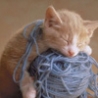 Аватар котенок и клубок