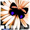 99px.ru аватар бабочка на цветке