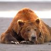 99px.ru аватар медведь отжыхает