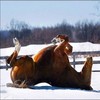 Аватар спина чешется:)