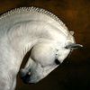 Аватар красивый белый конь